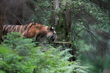 The largest cat in the world, Siberian tiger. Top predator in a natural environment. Panthera...