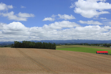 Fototapeta na wymiar 麦畑と雲