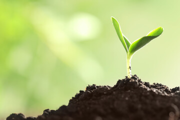 Young vegetable seedling growing in soil outdoors, space for text