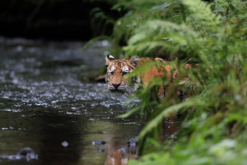 The largest cat in the world, Siberian tiger. Top predator in a natural environment. Panthera Tigris Altaica.