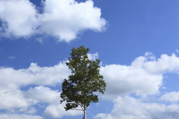 一本の木と雲