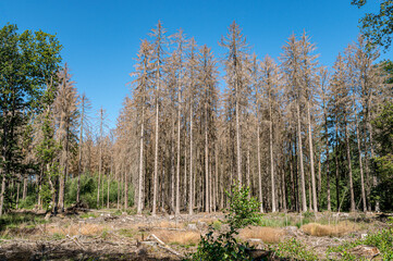 Dead spruce trees standing in a clearing, surrounded by tree stumps and some green trees on a sunny summer day.