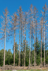 Vertical photo of dead spruce trees standing before green trees in a forest on a sunny summer day.