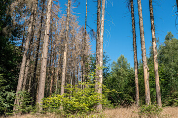 Damaged bark of dying spruce trees standing in a forest. More dead spruce trees as well as some green trees are visible.
