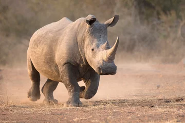 Fototapeten White rhinoceros charge running with dust © Pedro Bigeriego