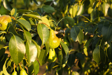 Obraz premium Ripe pears on tree branch in garden