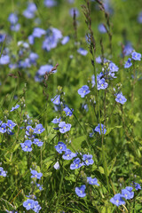 Blue flowers bird's-eye speedwell. Veronica chamaedrys.