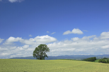 麦畑と一本の木