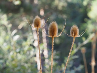 cactus secos en otoño, de tallo largo, cabeza ovalada de grandes puas con brazos externos para proteger la flor en su momento de floracion, tarragona, españa, europa