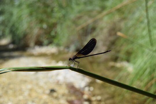 Libelula negra en primer plano sobre r&iacute;o Higueron