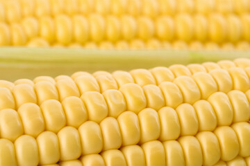 Ripe raw corn cobs as background, closeup