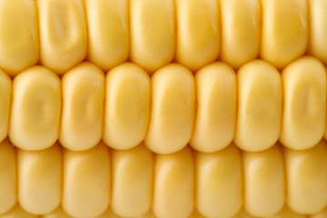 Ripe raw corn cob as background, closeup