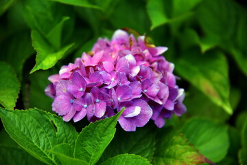 Fototapeta premium Purple hydrangea flower among leaves