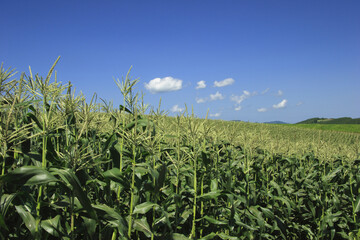 とうもろこし畑と雲