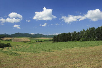 Fototapeta na wymiar 牧草と雲