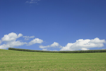 Fototapeta na wymiar とうもろこし畑と雲