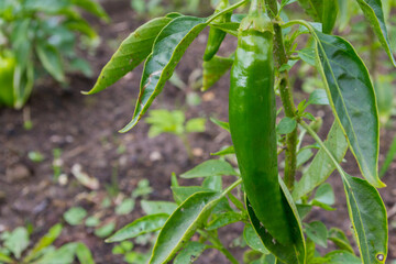 Green delicious sweet pepper grows in the garden in the summer