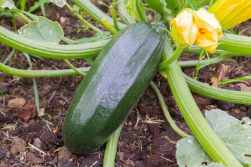 Green natural zucchini grow in the garden in the summer