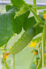 Mature cucumbers in the greenhouse hanging on a branch