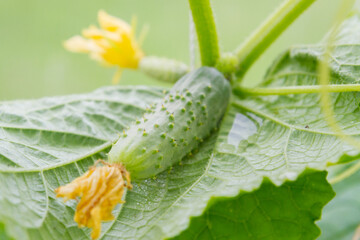 Mature cucumbers in the greenhouse hanging on a branch