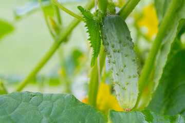 Mature cucumbers in the greenhouse hanging on a branch