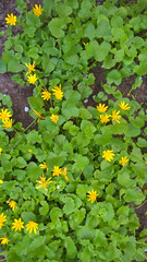 Buttercup spring. Carpet of flowers. Ficaria verna, Ranunculus ficaria.