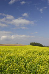 Obraz premium 菜の花畑と雲