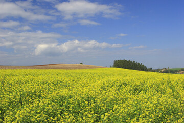 Fototapeta premium 菜の花畑と雲