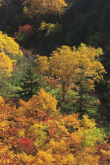 Obraz premium 紅葉樹林