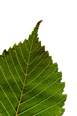 Jagged edge of textured green leaf. Macro. Close-up.