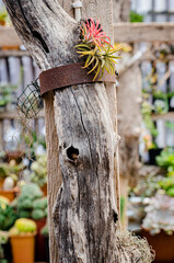 Plant ornament bone branch radio shoes sign retro old vintage decoration