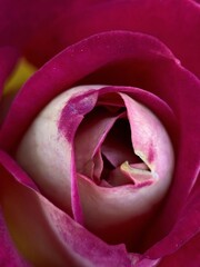 Fototapeta na wymiar Macro photography of the rose petals.