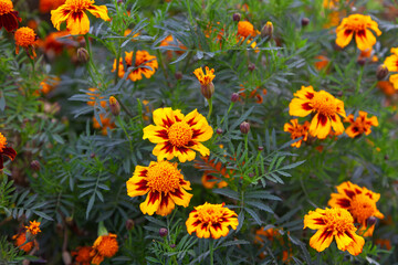 Autumn marigolds in the park.