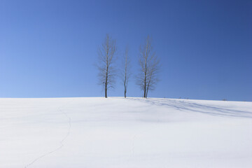 雪景と並木