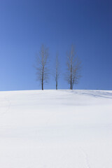 Fototapeta na wymiar 雪景と並木