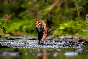 Foto auf Acrylglas Antireflex The largest cat in the world, Siberian tiger, hunts in a creek amid a green forest. Top predator in a natural environment. Panthera Tigris Altaica. © Daniel Dunca
