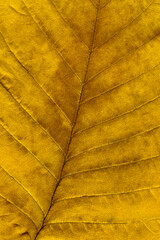 Yellow-brown textured surface of a tree leaf. Macro. Close-up.