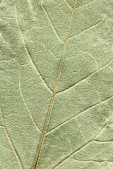 Green textured surface of a poplar leaf with veins on it. Macro. Close-up.