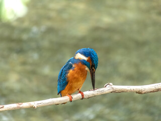 Martin pêcheur perché au dessus d'une rivière