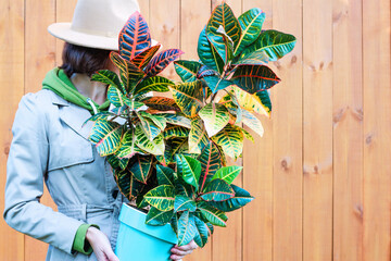 a woman in a raincoat and hat holds a potted Croton flower. the concept of indoor plants as a gift, hobby, lifestyle