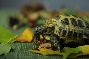 turtle among the autumn leaves