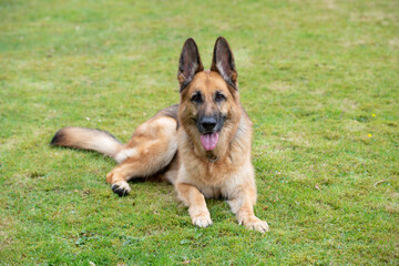 German Shepherd Lying Down on Grass