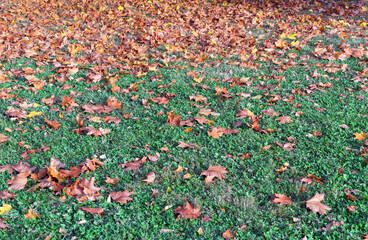 Dry maple leaves on green grass. Autumn colors.