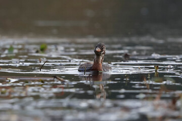 A little grebe swims on the lake's surface in a very contrasting backlight. Action photo of real wildlife. Little Grebe, Tachybaptus ruficollis 