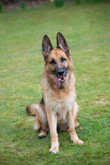 German Shepherd Sitting
