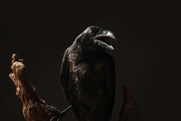 Beautiful common raven perched on wood against dark background