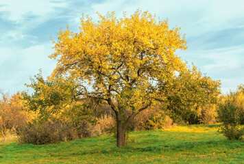Tree with yellow foliage against the background of the blue sky.