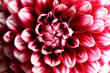Fototapeta na wymiar Beautiful red and white dahlia flower as background, closeup