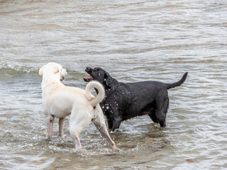 Bataille de chiens en bord de mer