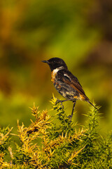 PAJARO